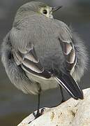 White Wagtail