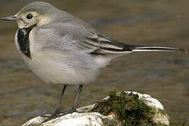 White Wagtail