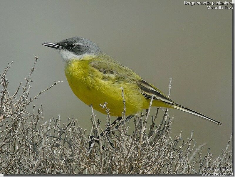 Western Yellow Wagtailadult breeding