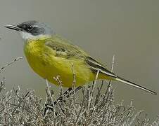 Western Yellow Wagtail