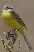 Western Yellow Wagtail