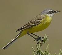 Western Yellow Wagtail