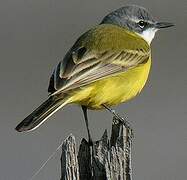 Western Yellow Wagtail