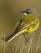 Western Yellow Wagtail