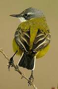 Western Yellow Wagtail