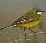 Western Yellow Wagtail