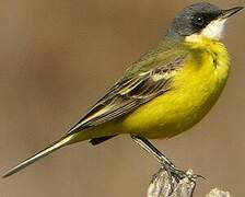 Western Yellow Wagtail