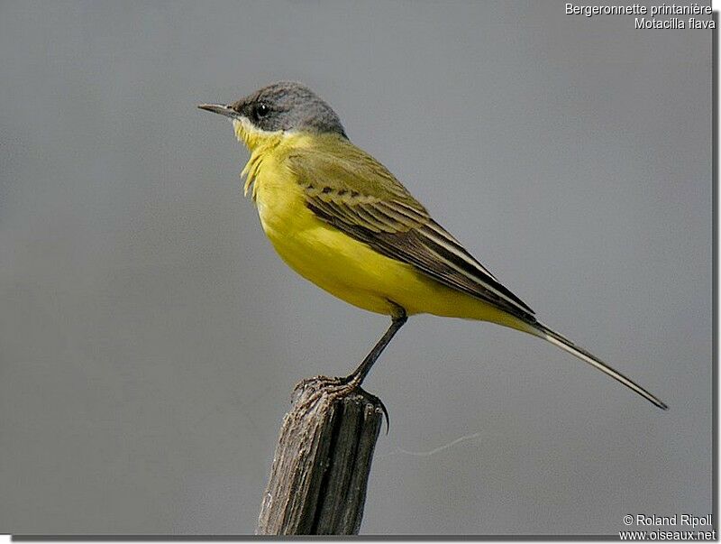 Western Yellow Wagtailadult breeding