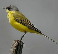 Western Yellow Wagtail