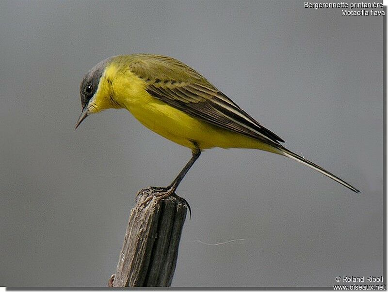 Western Yellow Wagtailadult breeding