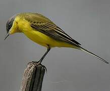 Western Yellow Wagtail