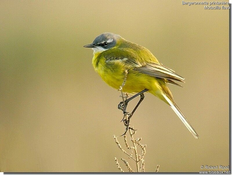 Western Yellow Wagtail male adult breeding