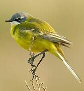 Western Yellow Wagtail