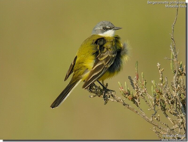 Western Yellow Wagtail male adult breeding