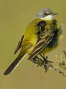 Western Yellow Wagtail