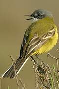 Western Yellow Wagtail