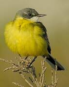 Western Yellow Wagtail