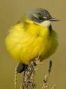 Western Yellow Wagtail