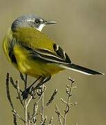 Western Yellow Wagtail