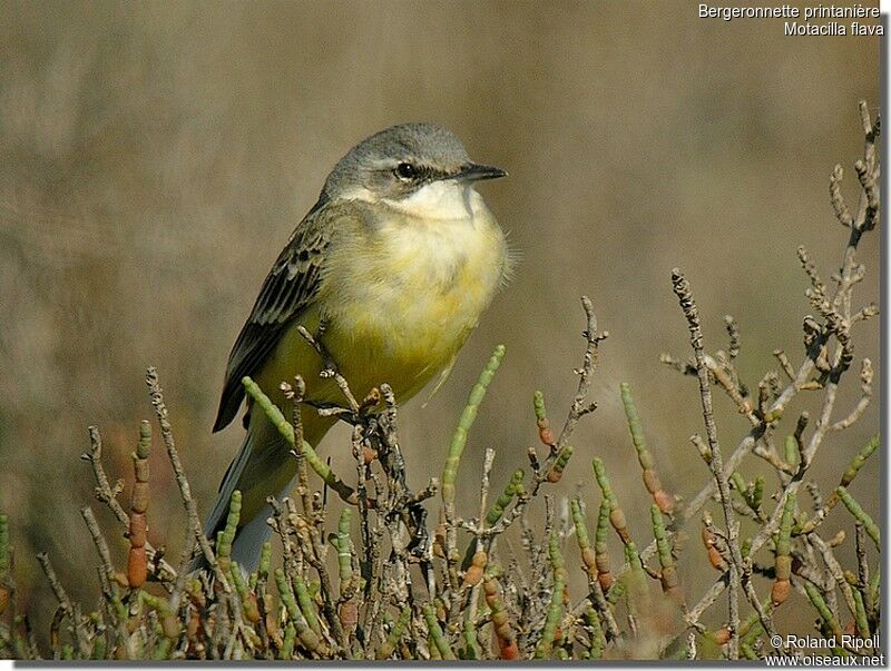 Western Yellow Wagtail female adult breeding