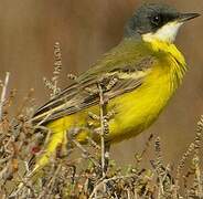 Western Yellow Wagtail