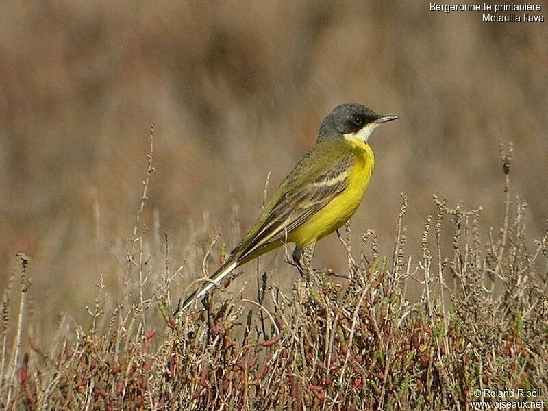 Western Yellow Wagtailadult breeding