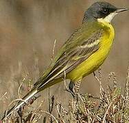 Western Yellow Wagtail