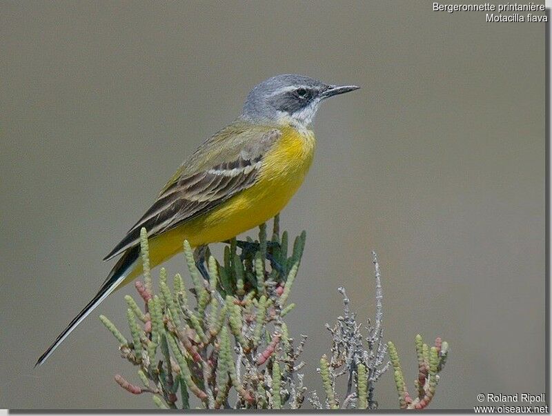 Western Yellow Wagtailadult breeding