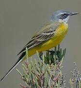 Western Yellow Wagtail