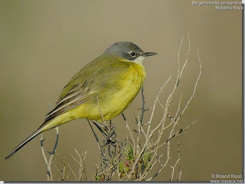 Western Yellow Wagtailadult breeding