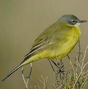 Western Yellow Wagtail