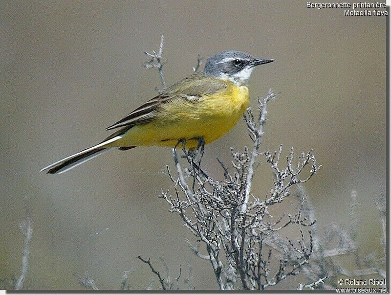 Western Yellow Wagtailadult breeding