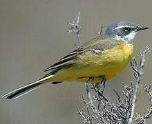 Western Yellow Wagtail