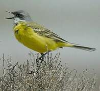 Western Yellow Wagtail