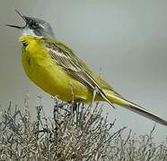 Western Yellow Wagtail