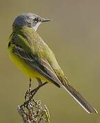 Western Yellow Wagtail