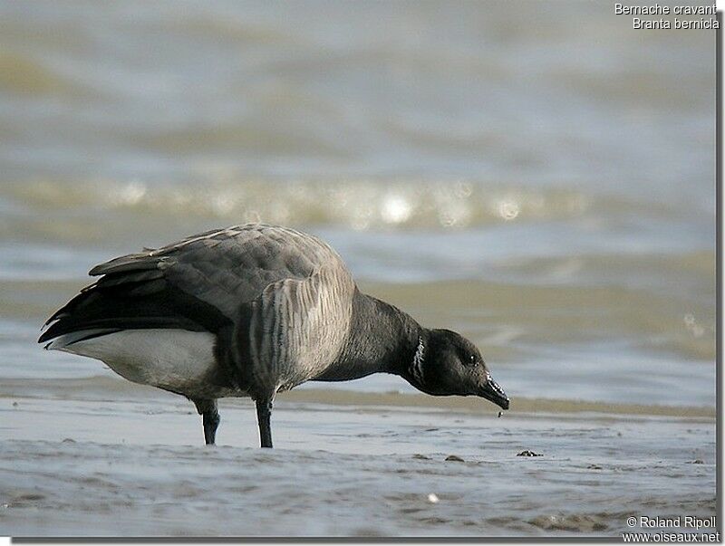 Brant Gooseadult post breeding