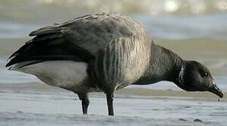 Brant Goose