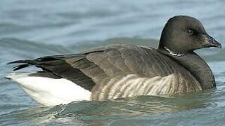 Brant Goose