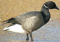 Brant Goose