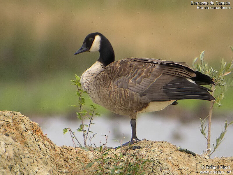 Canada Gooseadult breeding