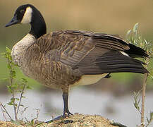 Canada Goose