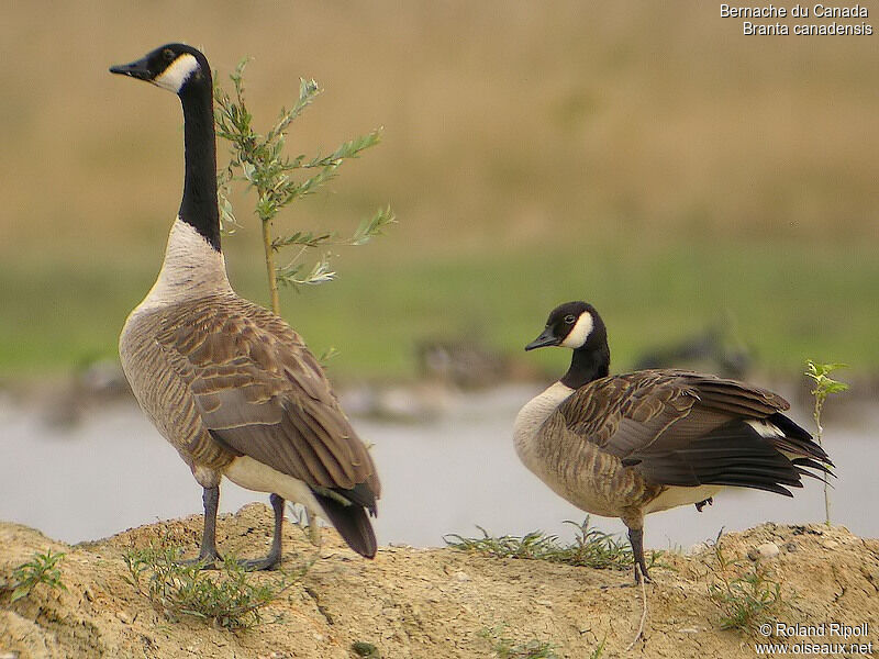 Canada Gooseadult breeding