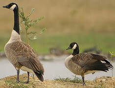 Canada Goose