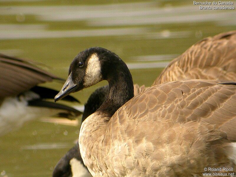 Canada Gooseadult breeding