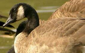 Canada Goose