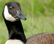 Canada Goose