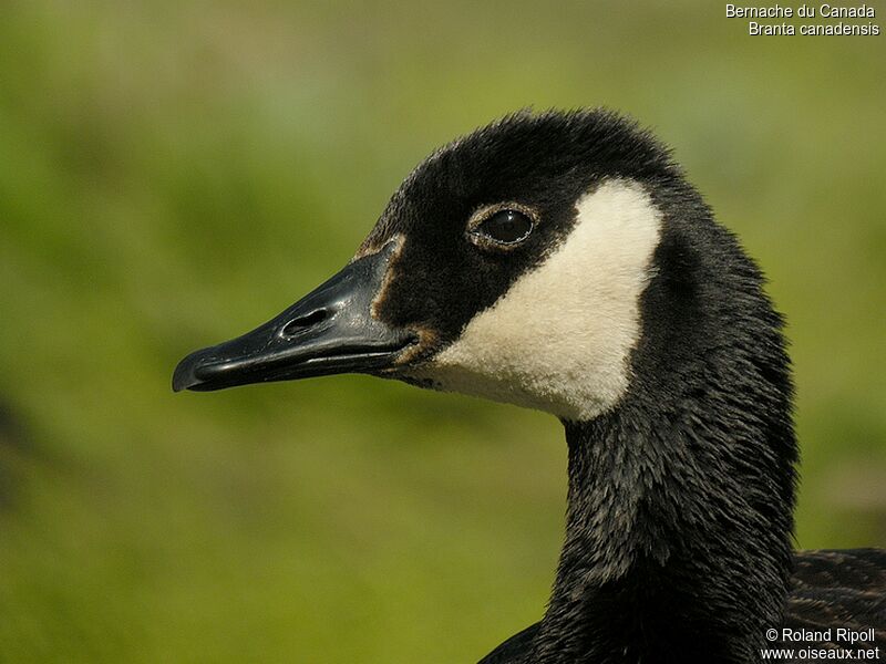 Canada Goose