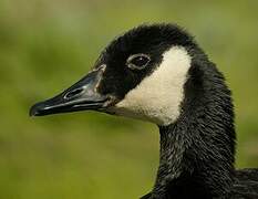 Canada Goose