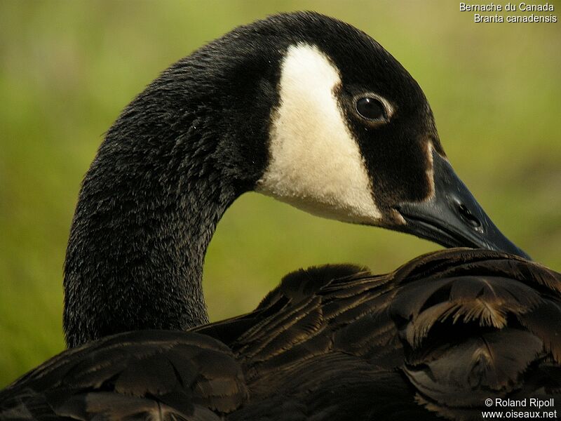 Canada Goose